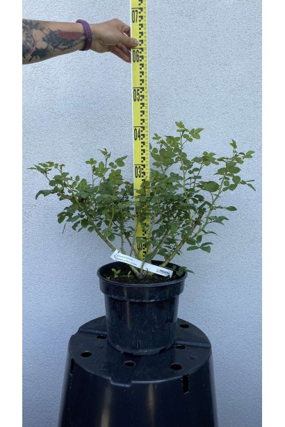 Троянда флорібунда Леонардо да Вінчі - 5л/вис.40-50см/Ø40-50см